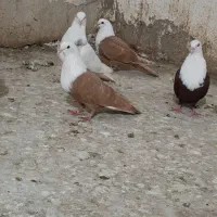 کله سفید|پرنده|بهبهان, |دیوار