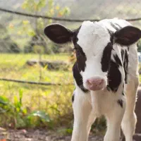 نگهبانی و سرایداری