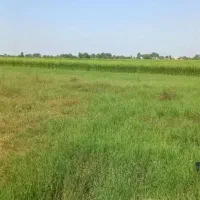 فروش-زمین-کشاورزی