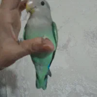 طوطی کوتوله