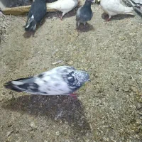 کبوتر|پرنده|بیستون, |دیوار