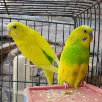 یک جفت مرغ عشق با دوتا تخم