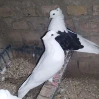 کبوتر  و کفتر هما