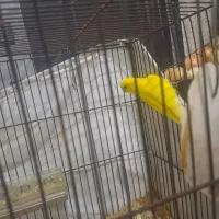 فروش یک جفت مرغ عشق  (ماده چشم قرمز)