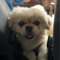 سگ  پکینیز نر عقیم شده