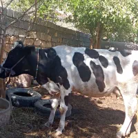 فروش گاو شیری|حیوانات مزرعه|شباب, |دیوار