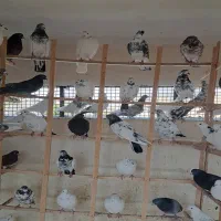 80 عدد کبوتر پریده تیر ماه