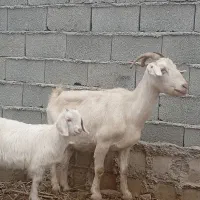 دوراس بز سانن دوقلو بز غاله دار پر شیر|حیوانات مزرعه|سیمین شهر, |دیوار