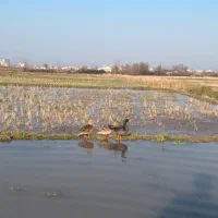 اردک پروازی|حیوانات مزرعه|کلاچای, |دیوار