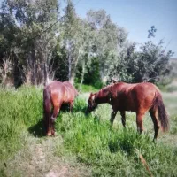 مادیون چهار شکم و نریون یک سوالو نیم