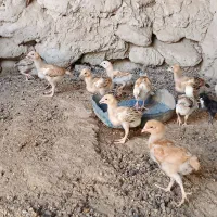 20عددجوجه 1ماهه یکجا