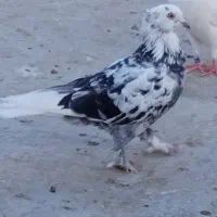کفتر