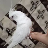 عروس هلندی|پرنده|شادگان, |دیوار