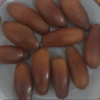 بلوط کبیرکوه  بدره