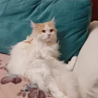 مژدگانی گربه گمشده