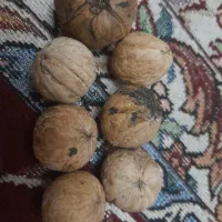 گردوی ۳ پر