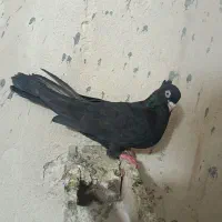 کبوتر