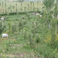 زمین-در-دیانتی-103متر