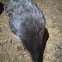 مرغ وخروس|حیوانات مزرعه|شوط, |دیوار