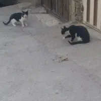 دوتا بچه گربه ناز تاکسیدو برای سرپرستی