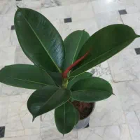 گل های اپارتمانی فردوس. مرجان. سانس کرواتی.|گل و گیاه طبیعی|قم, علی آباد سعدگان|دیوار