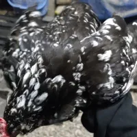 مرغ|حیوانات مزرعه|ساری, |دیوار