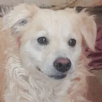 سگ پامر پا کوتاه|سگ|کرمان, |دیوار