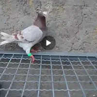 چهار تا کفتر|پرنده|تایباد, |دیوار