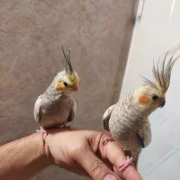 یک جفت عروس هلندی در حال تخمگذاری