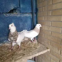 کبوتر طوقی|پرنده|جم, |دیوار