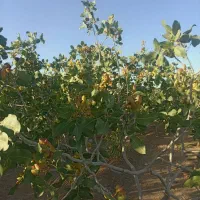 فروش-باغ-پسته