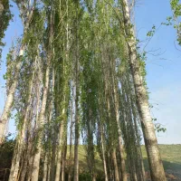 خرید چوب|خدمات باغبانی و درختکاری|شاهین دژ, |دیوار