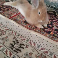 خرگوش گمشده