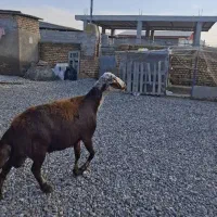 گوسفند جنس و بره نر