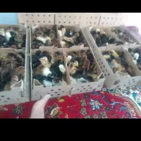 اردک جوجه رنگی گلپایگان|حیوانات مزرعه|ابریشم, |دیوار