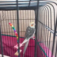 عروس هلندی ابلق نر سالم