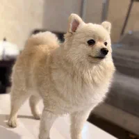 واگذاری سگ|سگ|رباط‌کریم, رباط‌کریم|دیوار