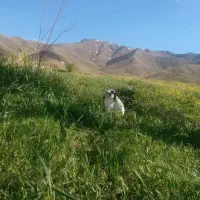خرگوش گمشده