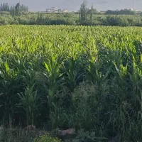 زمین کشاورزی