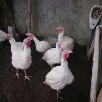 فروش بوقلمون بیوتی و برنز و مرغ|حیوانات مزرعه|کیاشهر, |دیوار