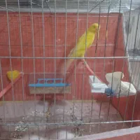 قناری نر رسمی بلند