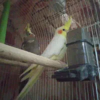 یک جفت عروس بالغ