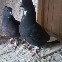کفتر کبوتر زاغ تیر سفید نر ماده مغلف
