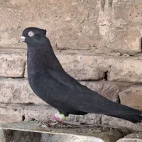 دوتا کبوتر نر زاغ آبادانی