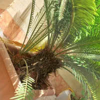 سیکاس|گل و گیاه طبیعی|قائم‌شهر, |دیوار
