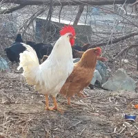 خروس و مرغ|حیوانات مزرعه|تهران, صادقیه|دیوار