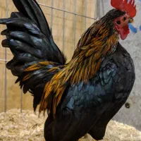 مرغ خروس زنده جهت قربونی سید....