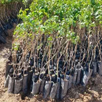 فروش نهال پسته