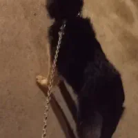 سگ ژرمن شپرد