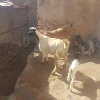 بزه بزغاله|حیوانات مزرعه|قیدار, |دیوار